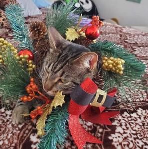 Meet your Posher, Mario